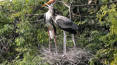 Save Indias wetlands to save this bird