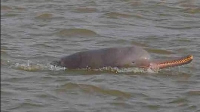 Fisherman held for killing endangered Gangetic dolphin