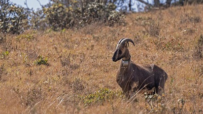 First ever synchronised census of endangered Nilgiri tahr to kick off on April 