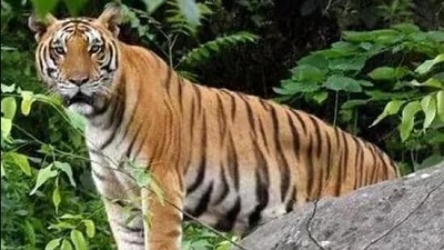 Tiger numbers, and fears of surge in man-animal conflict, up outside Corbett