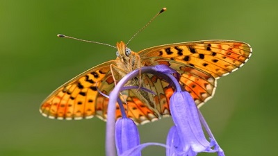 More than half of Britain&rsquo;s butterfly species in decline, monitoring scheme shows