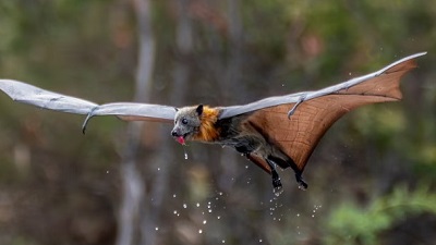 More than 80% of flying fox colony wiped out as January heatwaves kill thousands of bats