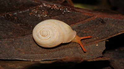 New species of carnivorous land snail discovered in Kolhapur Sahyadri