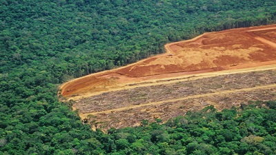 Third of Amazon rainforest lost or degraded: Report