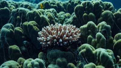 Earth could lose its precious coral reefs if planet warms by 2 degrees Celsius