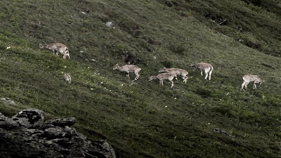 National park turns haven for endangered species