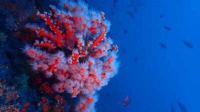 Scientists reveal over 1100 newly recorded species from Coral Sea waters