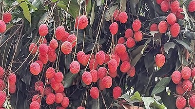 Climate stress hits Bihar&rsquo;s litchi crop as Muzaffarpur farmers report losses of up to 70%