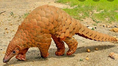 Pangolin was rescued in June too, foresters speculate breeding population in Noida