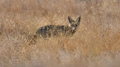 Urban wildlife in India has largely disappeared. But they can be brought back