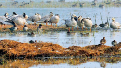 Sultanpur wetland to get fodder grass patches to attract birds