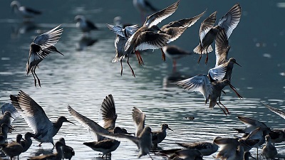 52 Avian Species Observed In Ladakh Under Asian Waterbird Census-2023