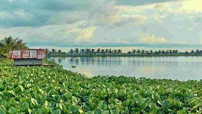 Madhya Pradesh’s newest Ramsar wetland covered in invasive water hyacinth, threatening biodiversity