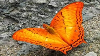 Dehing Patkai home to 165 butterfly species, including 37 endangered ones: Sarma