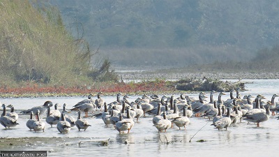 Water bird count at Sultanpur park finds 51 species