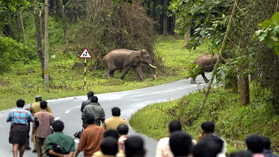 Explained | Kerala’s escalating human-wildlife conflicts