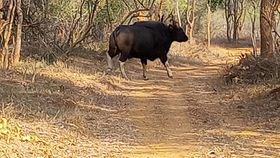 375 Indian Bison inhabiting Papikonda National Park nearby forests