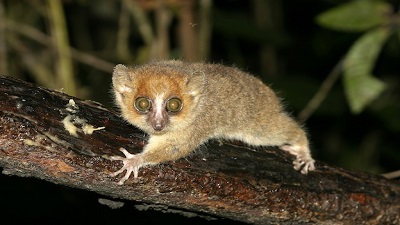 Madagascar’s unique wildlife faces imminent wave of extinction, say scientists