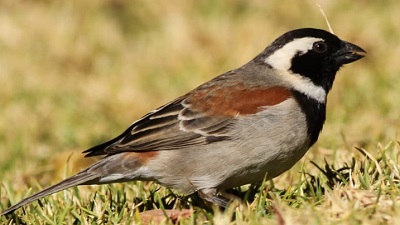 Birds in Kenya are disappearing at a worrying rate due to changes in land use