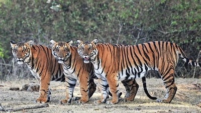 Countrys third largest tiger reserve to come up in Chhattisgarh with a focus on save tiger mission