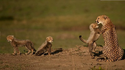 Explained: India’s plan to bring cheetahs from Africa to Madhya Pradesh