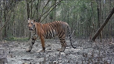 As Sundarbans tigers face climate threats, Bangladesh looks to Chittagong Hill Tracts