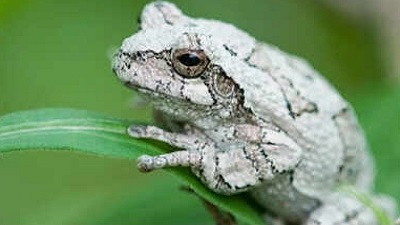 How climate change and misaligned seasonal cues affect grey tree frogs and other wildlife