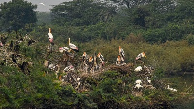 Birds struggling to cope with extreme heat as climate change worsens situation