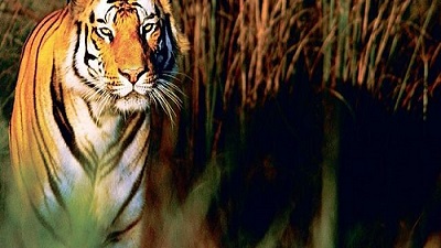 Tigers may vanish in state unless protected NTCA