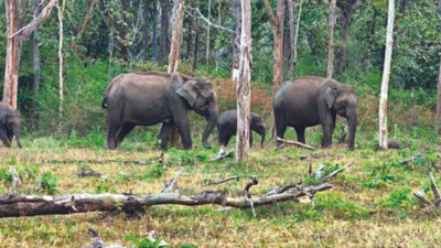 Census to count elephants in four states from May 17