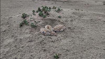4 hatchlings of endangered bird washed away in Bijnor