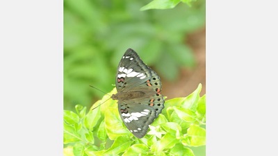 Thiruvananthapuram&rsquo;s urban green patches act as refuges for forest butterflies