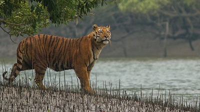 Climate change, diseases threaten Sundarbans National Park, latest IUCN World Heritage Outlook reveals