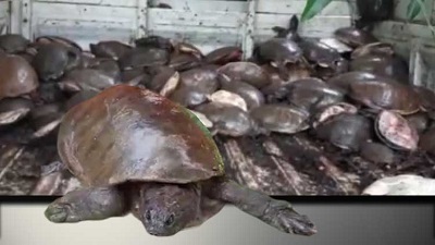 Odisha: Over 350 turtles rescued by forest department in Malkangiri