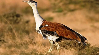 Karnataka ready to greet one more Great Indian Bustard, will take count to seven