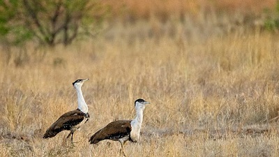 Spot a Great Indian Bustard, get incentive from Uttara Kannada forest department