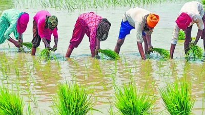 Indian agricultures response to global warming