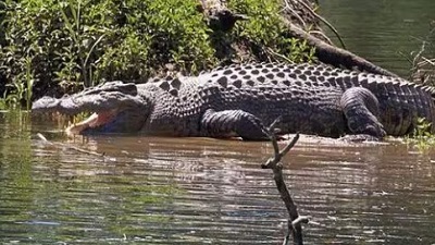 Sunderban crocodiles losing their nesting grounds due to climate change: Govt report