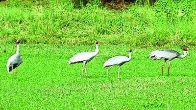 4 sarus cranes sighted in Bhandara district