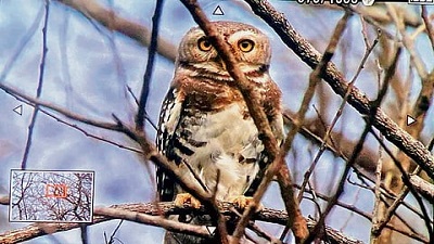Kuno records first sighting of Forest Owlet ahead of Botswana cheetahs arrival
