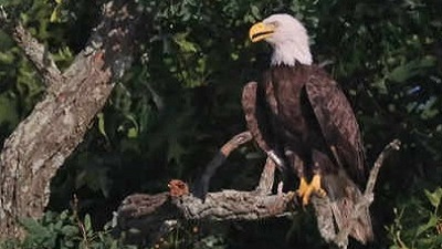 After over 200 years bald eagle becomes US national bird