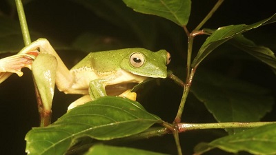 Fewer ribbits in Western Ghats? Erratic, deficit rainfall hits breeding cycles of frogs