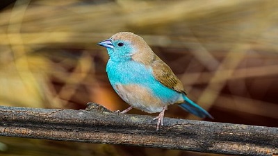 Humidity and heat are killers for tropical birds &mdash; waxbill and hornbill studies highlight the dangers