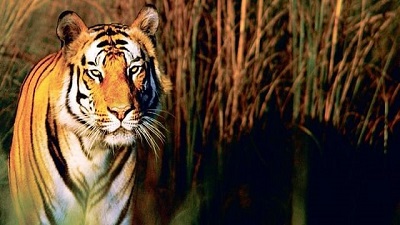 Malabar to get tiger safari park elephant rehab centre