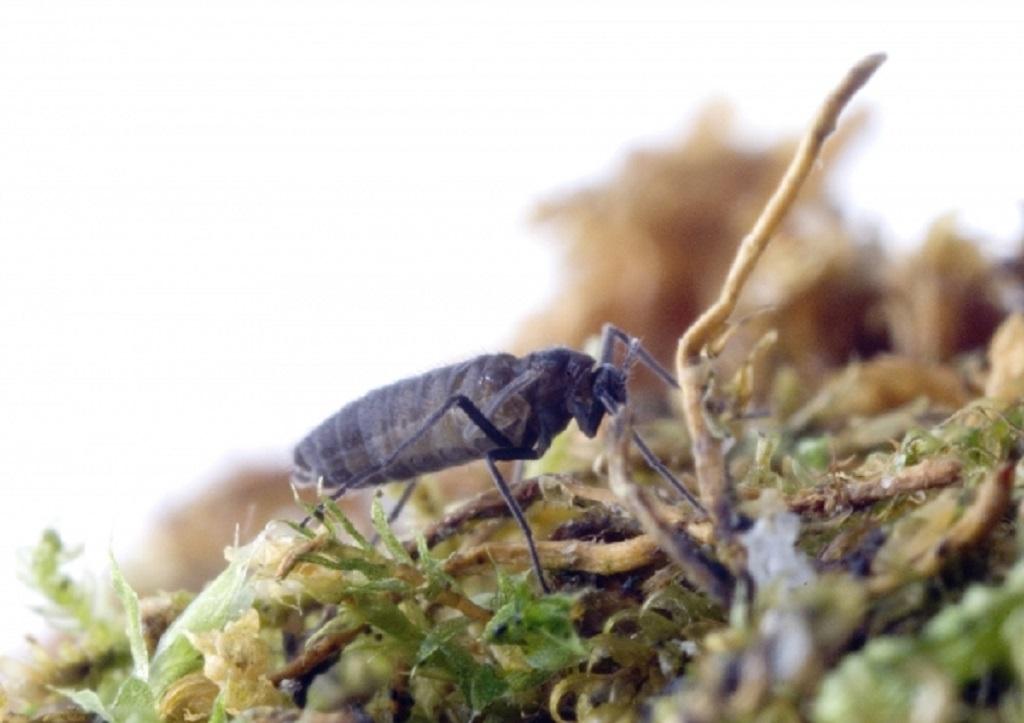 How the invasion of a tiny insect is altering Antarctica’s soil & its ecosystem