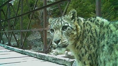 Encouraging rise in number of snow leopards in Uttarakhands Gangotri National Park