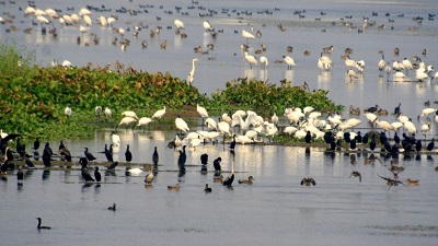 High-tension cables at Najafgarh wetland pose threat to birds, activists want reflectors installed