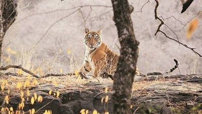 Amid rising man animal conflict Kerala Cabinet proposes key changes to Wildlife Protection Act