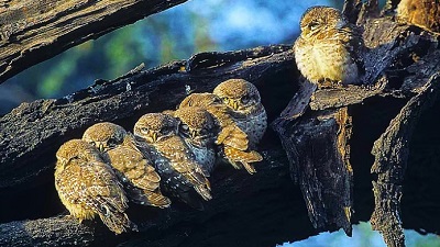 Global rules, local gaps: Why CITES can&rsquo;t help curb India&rsquo;s domestic wildlife trade