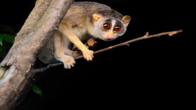 Large chunks of slender loris habitat already lost, need protected areas for endangered primate: Expert